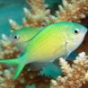 Chromis viridis 4-6 cm