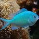 Chromis viridis 4-6 cm 14,50 €