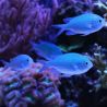 Chromis viridis 4-6 cm (lot de 5)