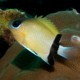 Chromis retrofasciata 