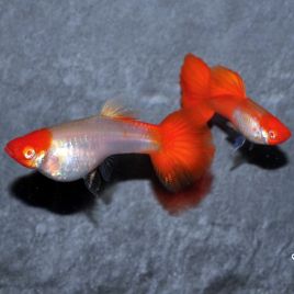 Guppy Koï couple uniquement