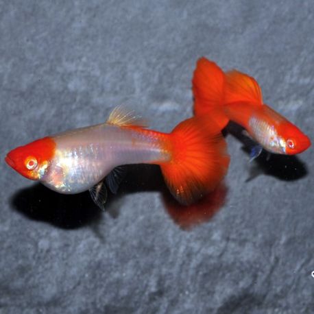 Guppy Koï couple uniquement 7,50 €