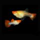 Guppy Koï couple uniquement 7,50 €