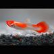 Guppys Kois lot de 6 (3 couples) 