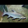Hydrocynus vittatus (Poisson tigre goliath) 6-8cm