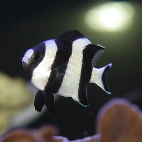 Dascyllus melanurus : 3-5 cm  