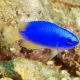 Pomacentrus coelestis : 3 à 4 cm  