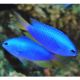 Pomacentrus coelestis : 3 à 4 cm  