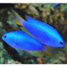 Pomacentrus coelestis : 3 à 4 cm  lot de (4)