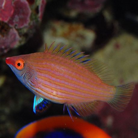 Pseudocheilinops ataenia 2-3 cm