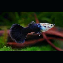 Guppys mâles Black-Tuxedo 2,90 €