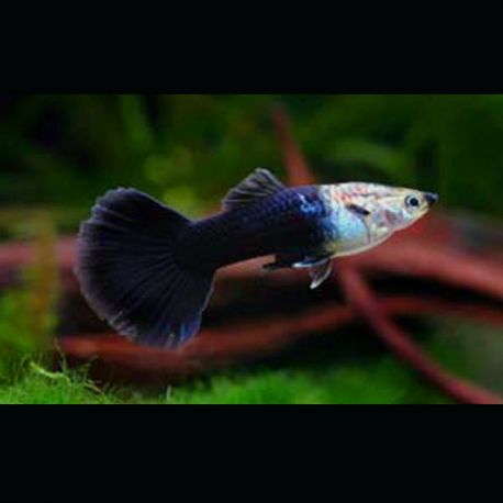 Guppys mâles Black-Tuxedo lot de 3 6,90 €