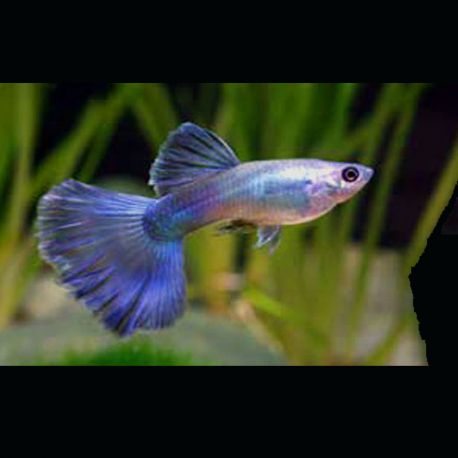 Guppys mâles Blue silver 2,90 €