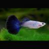Guppys mâles Blue moscow lot de 10