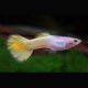 Guppys mâles Lemon