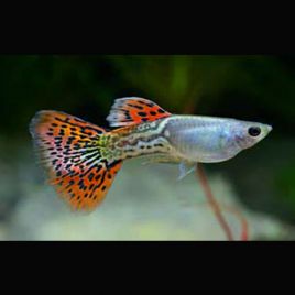 Guppys mâles arc en ciel cobra lot de 3 6,50 €