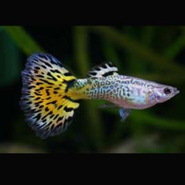 Guppys mâles wellow-Snake-Skin