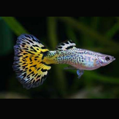 Guppys mâles wellow-Snake-Skin