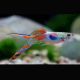 Guppys mâles (Poecilia reticulata) Wild-Type-Endler
