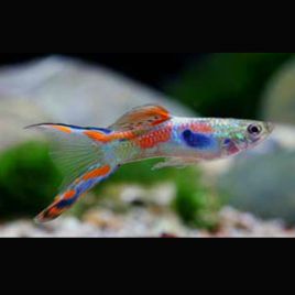 Guppys mâles (Poecilia reticulata) Wild-Type-Endler 2,90 €