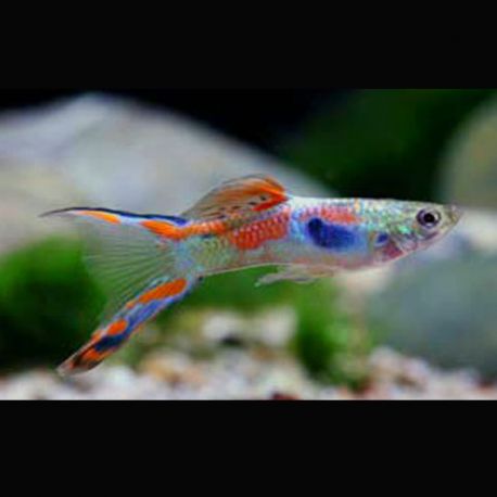 Guppys mâles (Poecilia reticulata) Wild-Type-Endler lot de 10 19,90 €