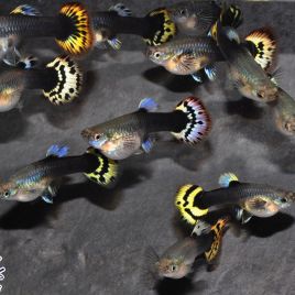 Guppys femelles(Poecilia reticulata) lot de 3 (3-4cm)