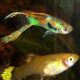 Guppys Endler lot de 10 + 2 offerts (6 mâles + 6 femelles)