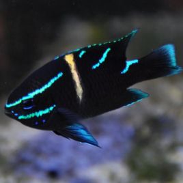 Neoglyphidodon oxyodon 3-4 cm