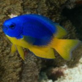 Pomacentrus caeruleus : 3 à 4 cm  10,50 €