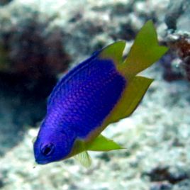 Pomacentrus caeruleus : 3 à 4 cm  (lot de 4)