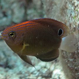 Pomacentrus bankanensis 