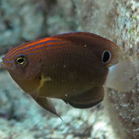 Pomacentrus bankanensis 