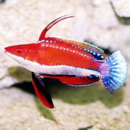 Cirrhilabrus rubriventralis : 4-6 cm - superbe  32,50 €