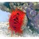 Lima scabra - Ctenoides scaber 3-5 cm 24,90 €