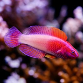 Cirrhilabrus Rubrisquamis mâle 8-10 cm