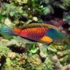 Cirrhilabrus Lyukyuensis - Cirrhilabrus ryukyuensis mâle 10-12 cm