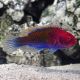 Cirrhilabrus cyanopleura mâle : 5 à 7 cm  39,50 €