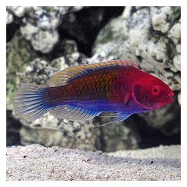 Cirrhilabrus cyanopleura mâle : 5 à 7 cm  