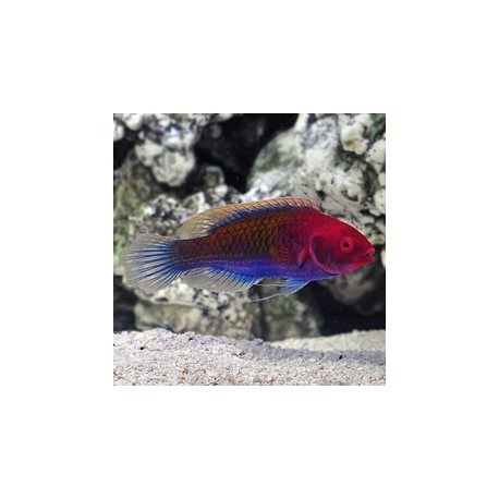 Cirrhilabrus cyanopleura mâle : 5 à 7 cm  39,50 €