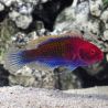 Cirrhilabrus cyanopleura mâle : 5 à 7 cm  