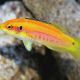 Bodianus Bimaculatus : 3-4 cm  39,50 €