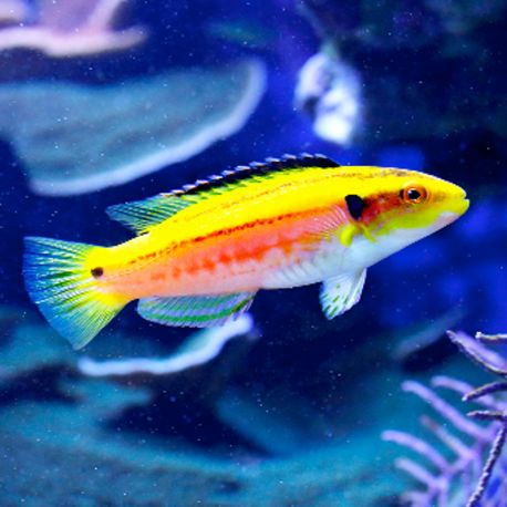 Bodianus Bimaculatus : 4-6 cm  