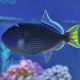 Xanthichthys auromarginatus mâle : 10-12 cm 109,00 €