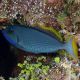 Xanthichthys auromarginatus mâle : 10-12 cm 109,00 €