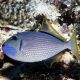 Xanthichthys auromarginatus mâle : 10-12 cm 109,00 €