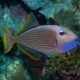 Xanthichthys auromarginatus mâle : 10-12 cm 109,00 €