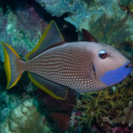 Xanthichthys auromarginatus mâle : 10-12 cm