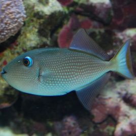 Xanthichthys auromarginatus femelle : 8-10 cm 57,50 €