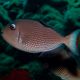 Xanthichthys auromarginatus femelle : 8-10 cm 57,50 €