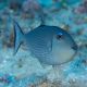 Xanthichthys auromarginatus femelle : 8-10 cm 57,50 €